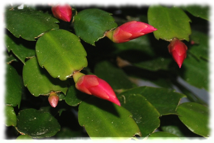 Cactus de Pascua 2.jpg
