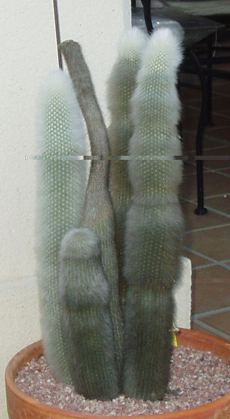 fotos piso 014.jpg