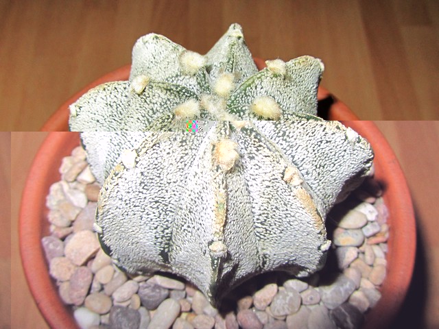 Capricorne hibrido.