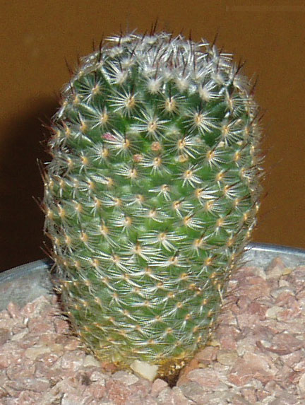 fotos piso 002.jpg
