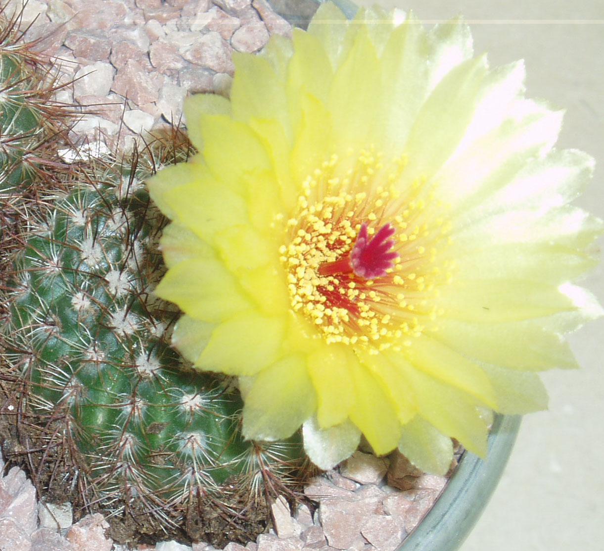 Copia de P1010154.JPG