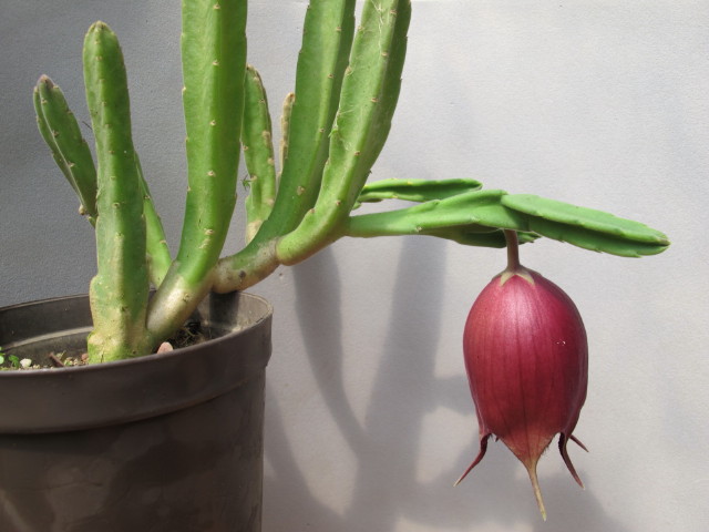 Stapelia leendertziae