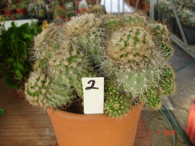 Copiapoas para id. (10).jpg