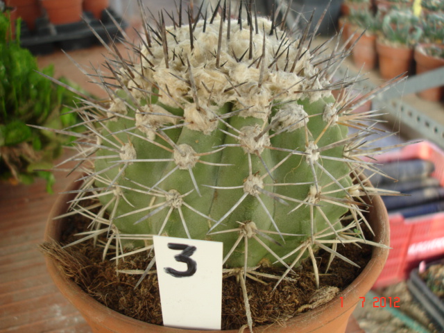 Copiapoas para id. (12).jpg