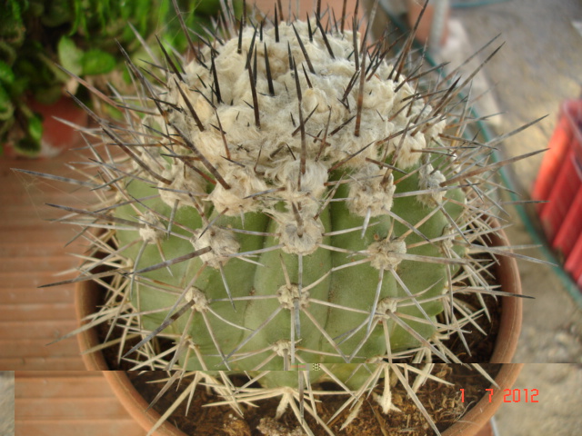 Copiapoas para id. (13).jpg