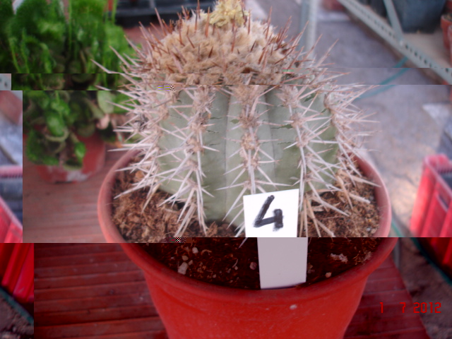 Copiapoas para id. (14).jpg