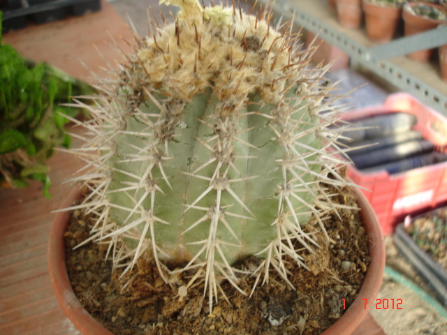Copiapoas para id. (15).jpg