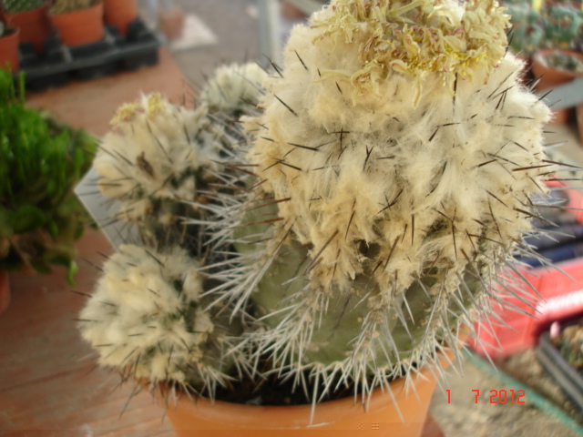 Copiapoas para id. (3).jpg