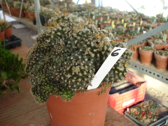 Copiapoas para id. (16).jpg