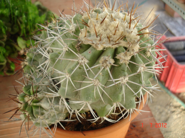 Copiapoas para id. (5).jpg