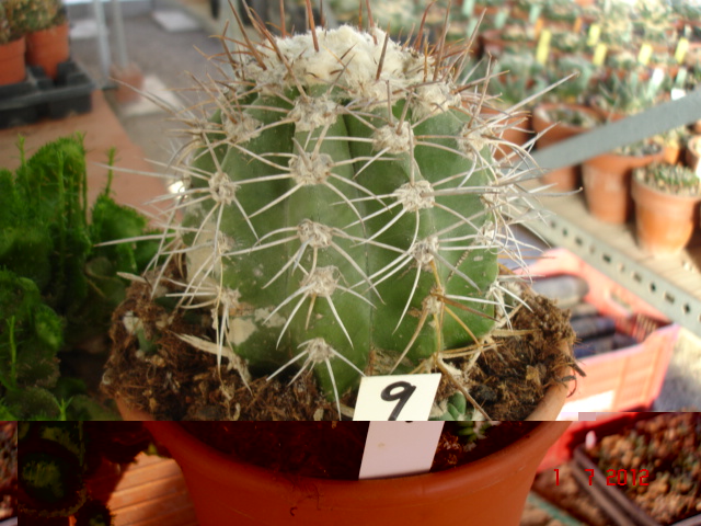 Copiapoas para id..jpg