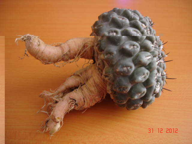 A 002.jpg