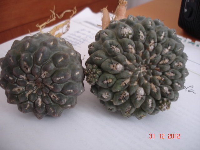 A 005.jpg