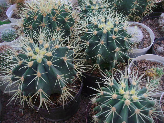 También estos hermosos feros uno de estos se fue a casa claro esta.