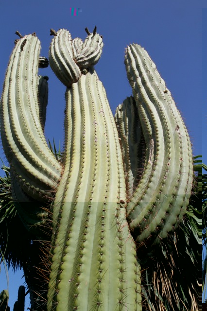 Pringlei de Hede.jpg