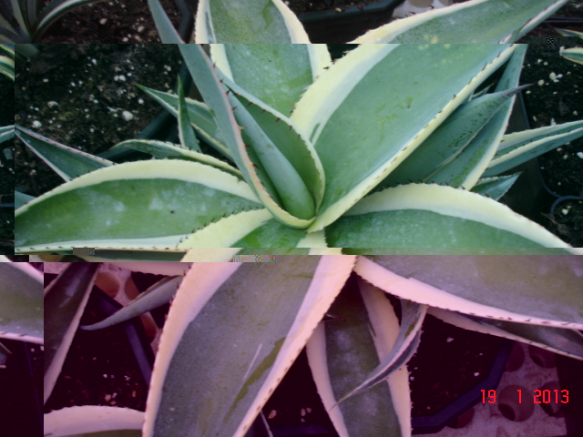 Agaves 01.13 (1).jpg