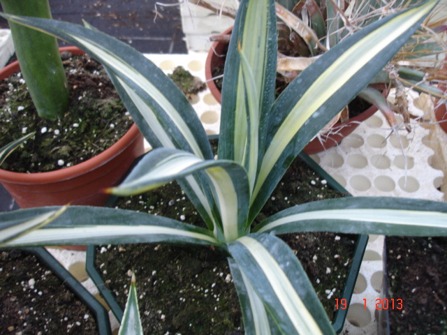 Agaves 01.13 (2).jpg