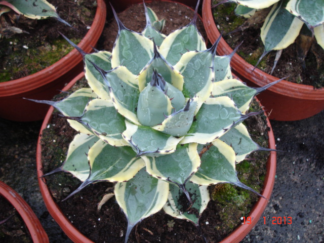 Agaves 01.13 (5).jpg
