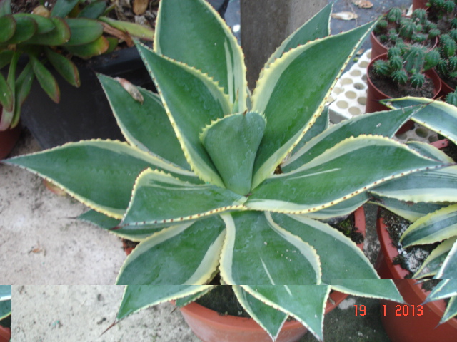 Agaves 01.13 (7).jpg