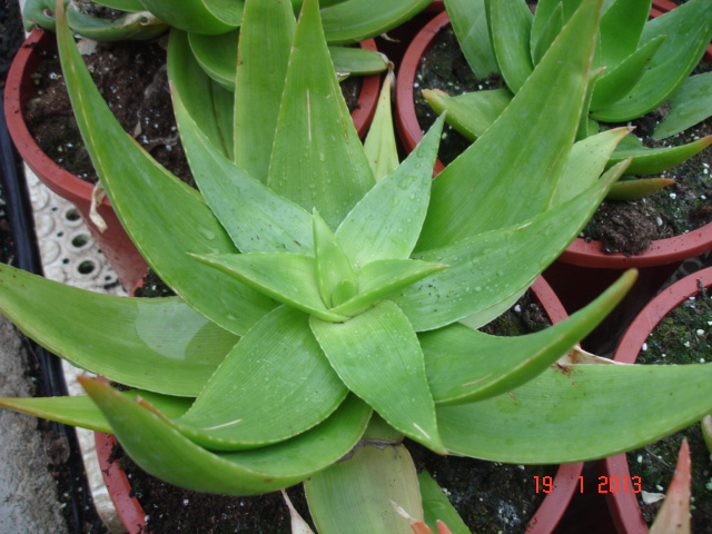 Agaves 01.13 (8).jpg