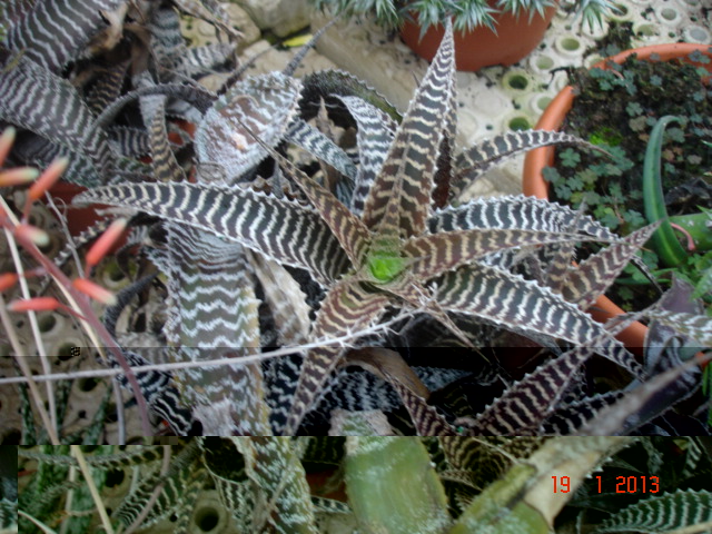 Agaves 01.13 (9).jpg