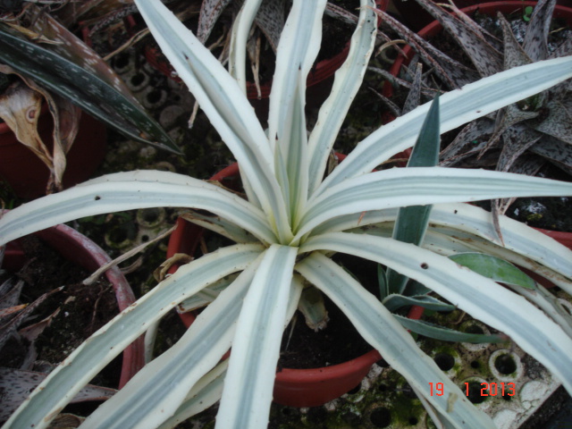 Agaves 01.13 (10).jpg