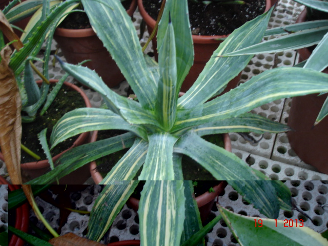 Agaves 01.13 (11).jpg