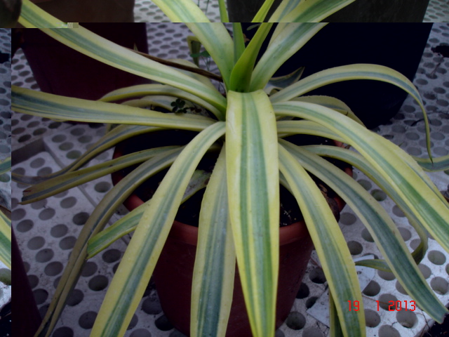 Agaves 01.13 (12).jpg