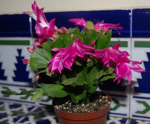 Schlumbergera truncatus