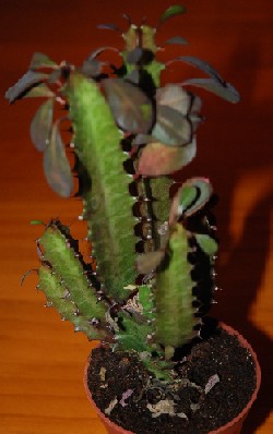 Euphorbia trigona