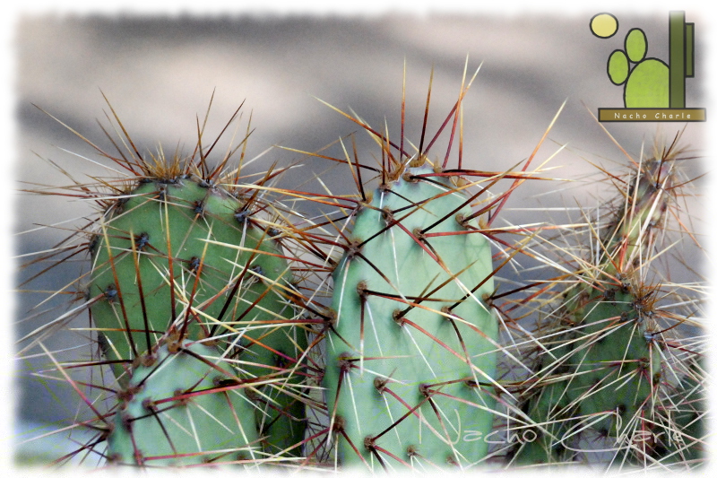 Opuntia engelmannii 378 2013 02 01.jpg