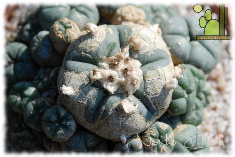 Lophophora.JPG