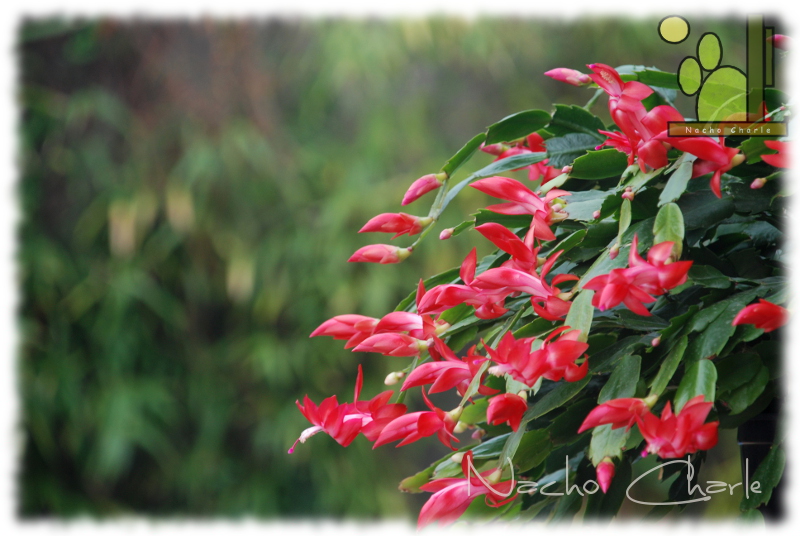 Schlumbergera truncata Velez Rubio Ch 005 2012 12 01.jpg