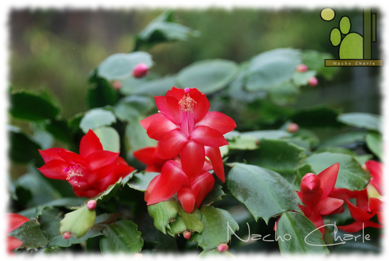 Schlumbergera truncata Velez Rubio Ch 005 2012 12 04.jpg