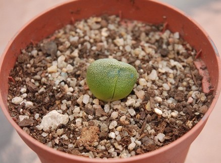 Pleiospilos nellii