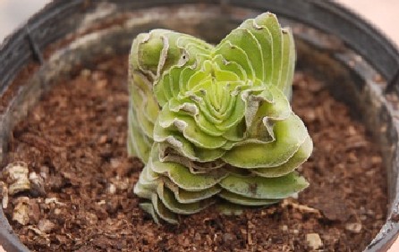 Crassula piramidalys