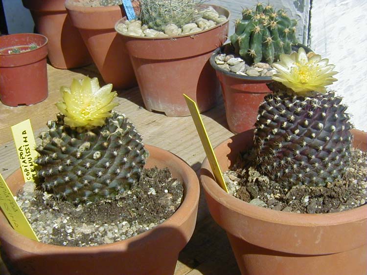 C.Copiapoa tenuissima flor dos.JPG