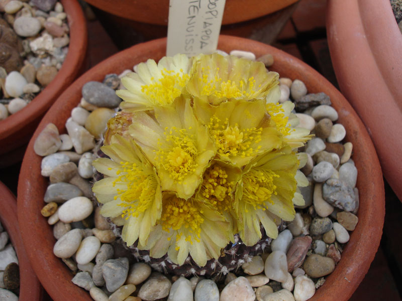 Cactus 06.10 (12).jpg