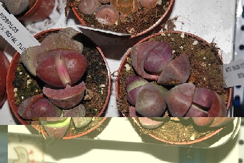 Pleiospilos nellii cv royal flush