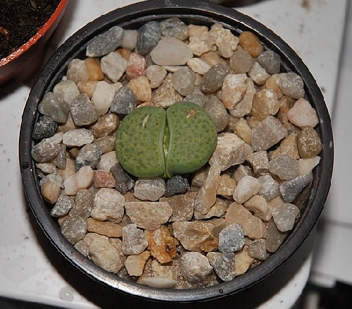 Lithops fulviceps &quot;aurea&quot;