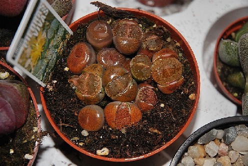 Lithops mix sin trasplantar