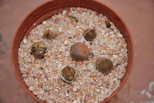 Lithops mix trasplantados