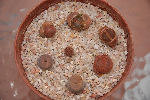 Lithops mix trasplantados