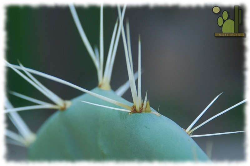 Detalle de espinas