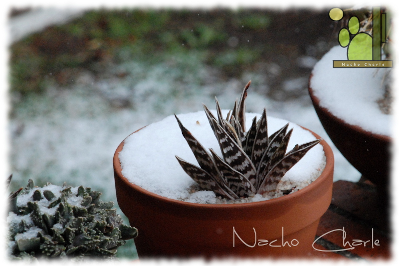 Aloe variegata nevado