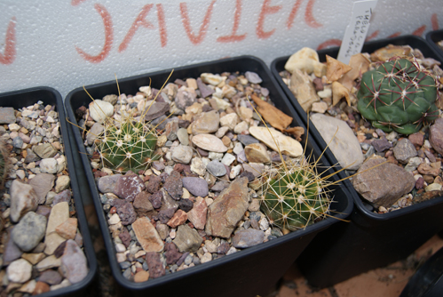 hamatocactus setispinus, el primer semillero que hice, los he puesto ya en maceta grande para que engorden, tienen unos 3 años y miden sin espinas 4 cm, de esos 4 cm por lo menos 2 son del ultimo año, con mas atencion.