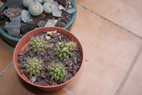 grusonis, con la misma edad mas o menos que los hamatocactus, han sufrido lo no dicho, desde hace año y medio o asi que les hago caso lo agradecen muchisimo