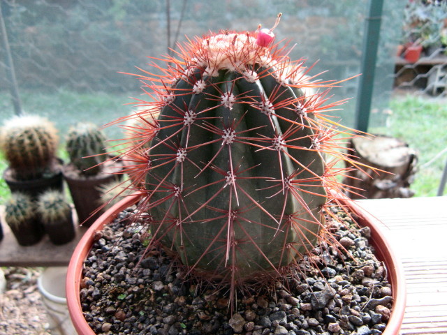 Melocactus sp