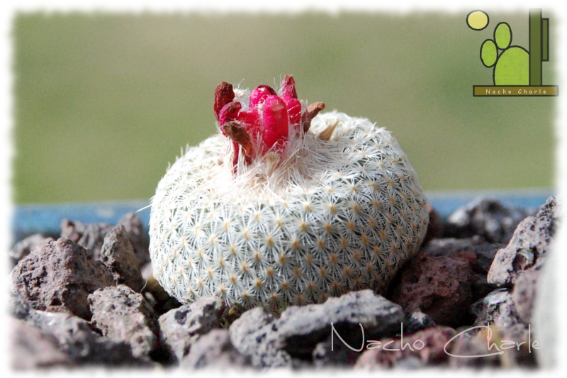 Epithelantha micromeris