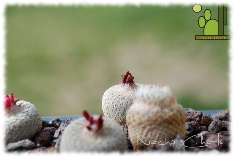 Epithelantha micromeris